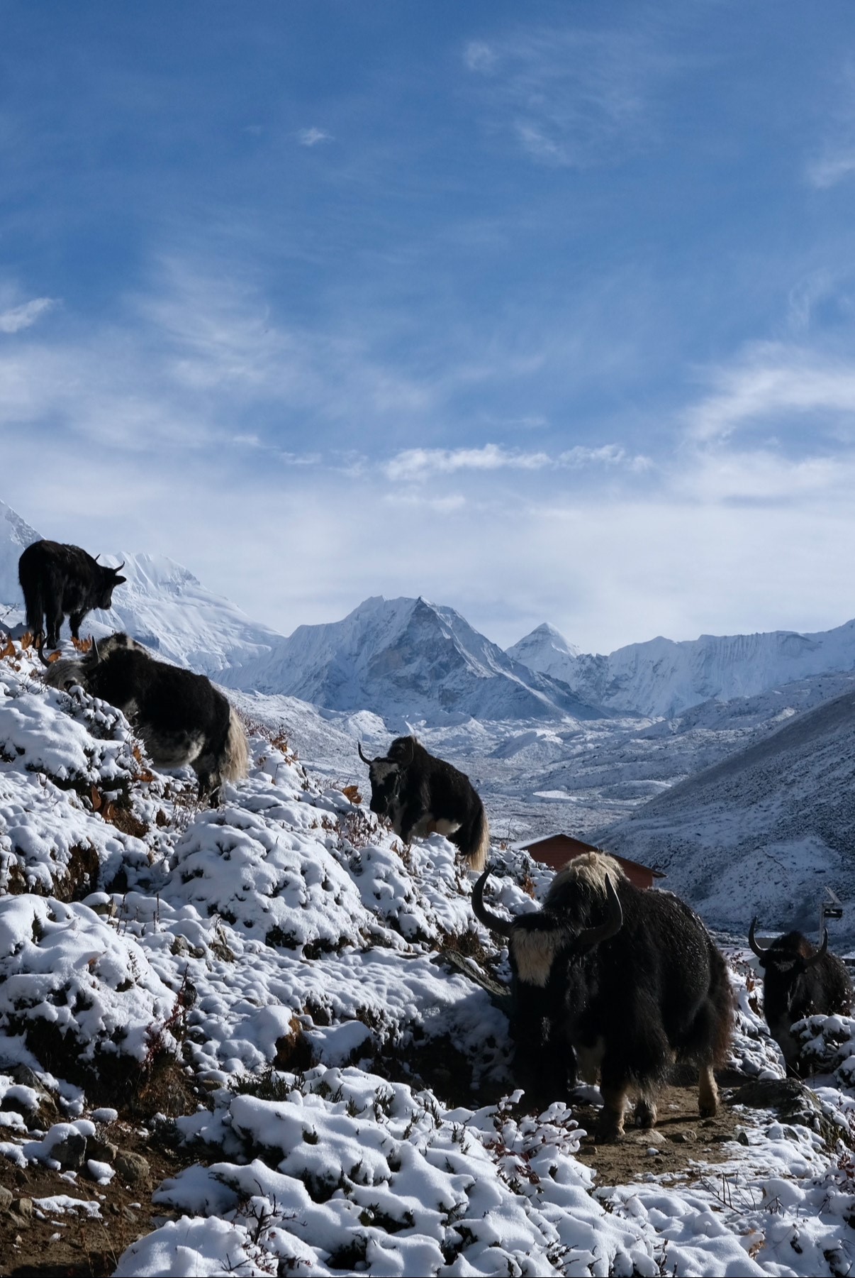 Yaks Island Peak